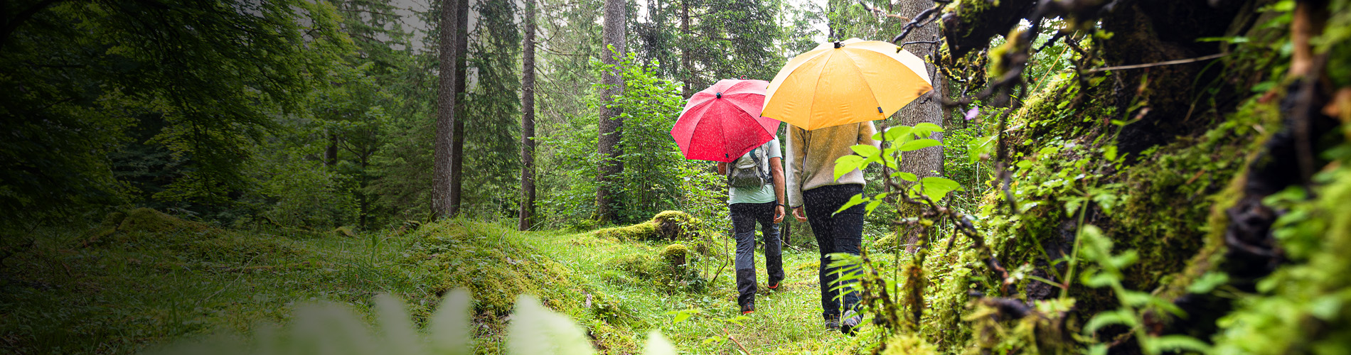 Wanderer mit roten und gelben Trekking-Schirmen auf einem Waldweg